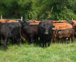 Green Valley cows
