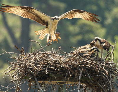 osprey