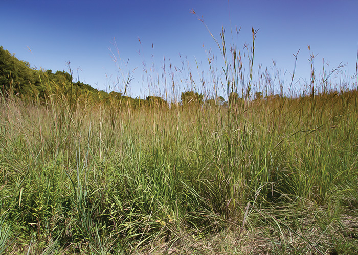 Warm Season Grasses in New Jersey