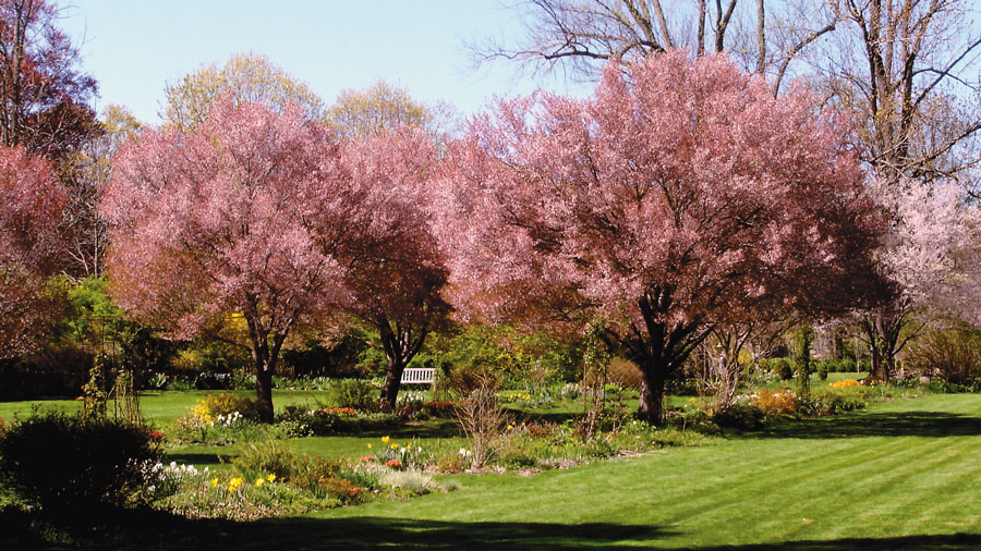 Lilac Garden  New Jersey Botanical Garden