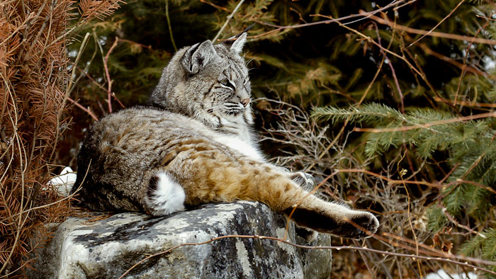 Saving Endangered Bobcats in New Jersey