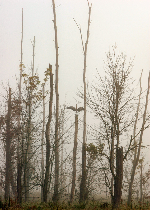 heron in the mist