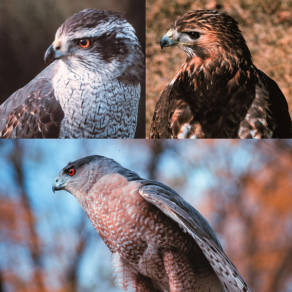 Red Tailed Hawk New Jersey